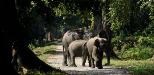 elephant-herd-gorumara-national-park
